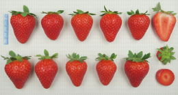 Variété de fraise : Malling Centenary